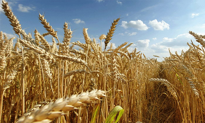 La producción de trigo en Entre Ríos caería un 36%