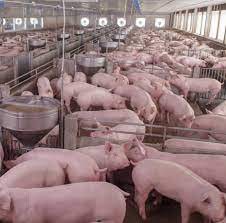 Crece la producción de porcinos en Entre Rios, que esta  en cuarto lugar a nivel país
