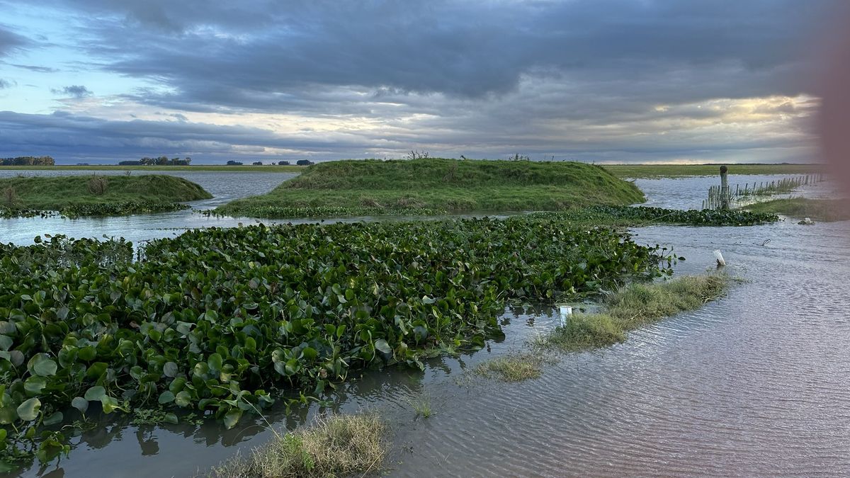 Peligra la soja por las inundaciones y la ARU advierte por pérdidas importantes