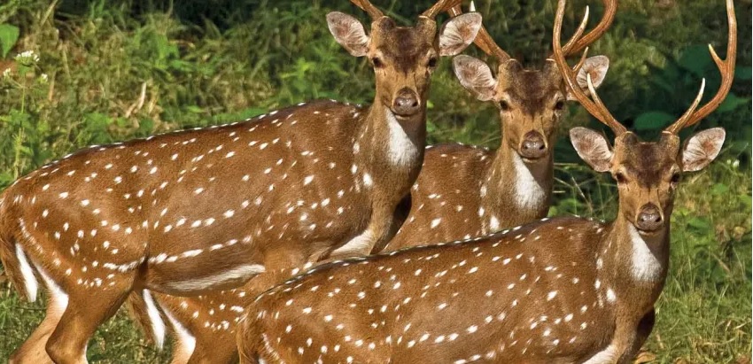 Proponen declarar al jabalí, al chancho silvestre y al ciervo Axis como plagas invasoras y dañinas