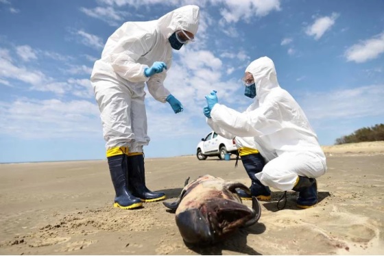 Estados Unidos: detectaron el virus de la gripe aviar en leche cruda de una granja de California