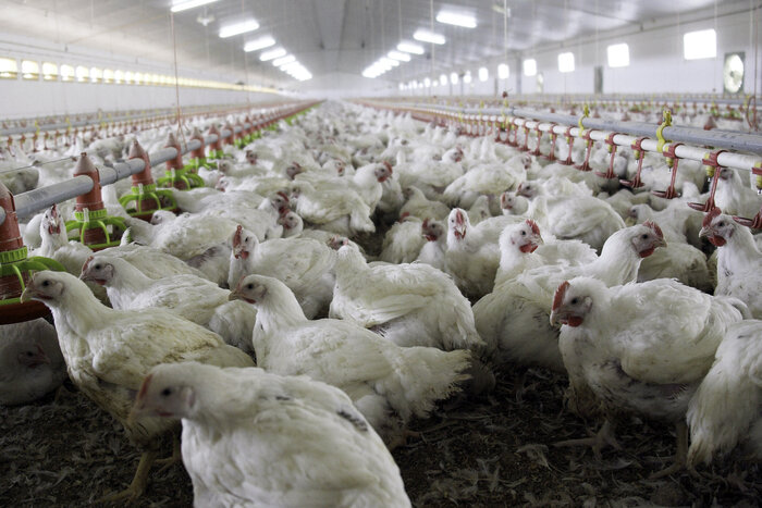 Granja Tres Arroyos: productores avícolas advierten que miles de pollos pueden morir por falta de alimento
