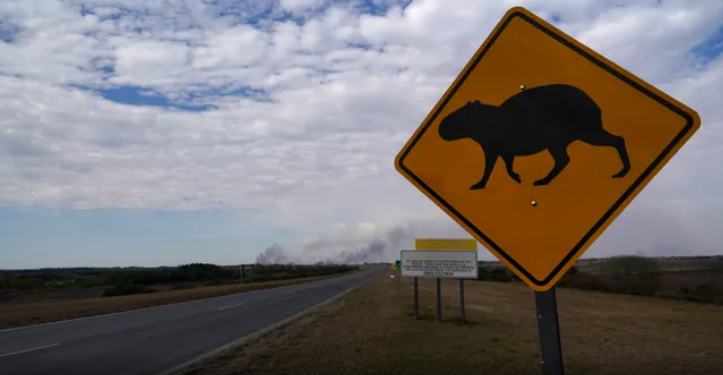 Máxima reducida y pasafaunas: qué cambios proponen en la ruta Victoria – Rosario para proteger la biodiversidad