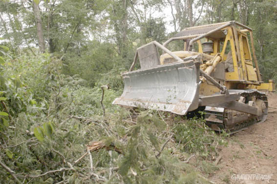 Amparo ambiental: la Justicia ordena a una empresa que frene el desmonte en Entre Ríos