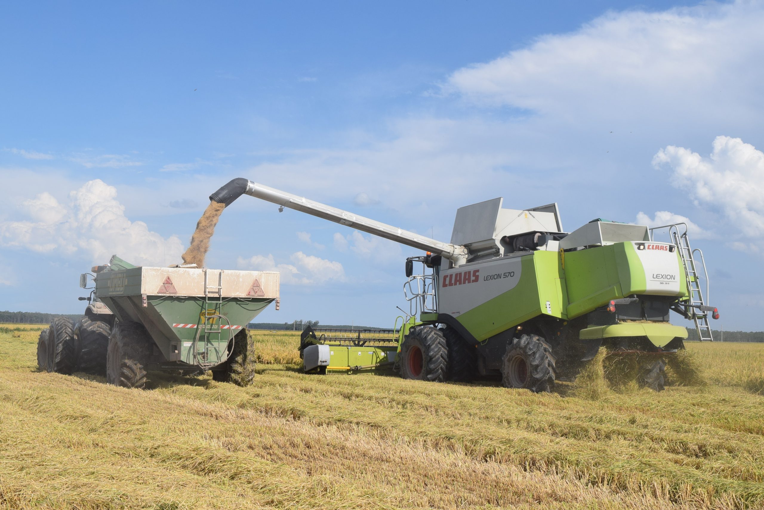 El arroz argentino pierde competitividad y se reduce la siembra en Entre Ríos