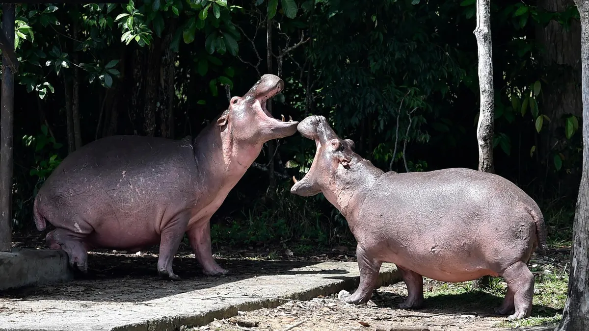 Un multimillonario indio ofreció llevar a la India los hipopótamos de Escobar