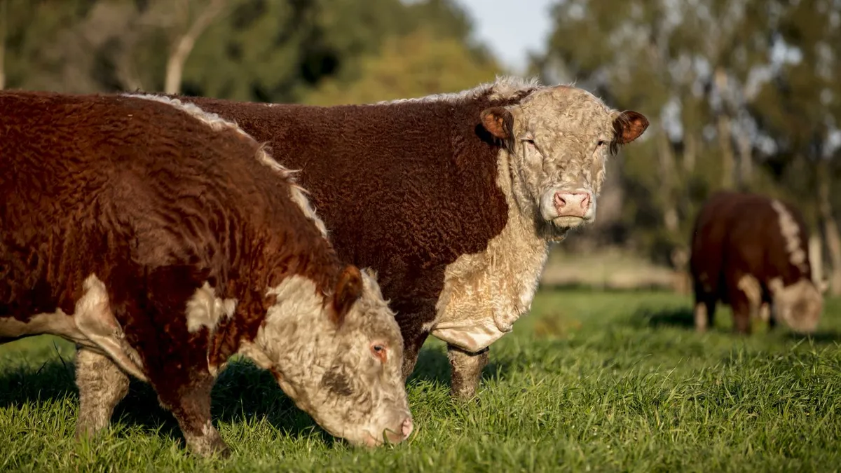 La UE endureció controles y apuran el registro de productores de carne
